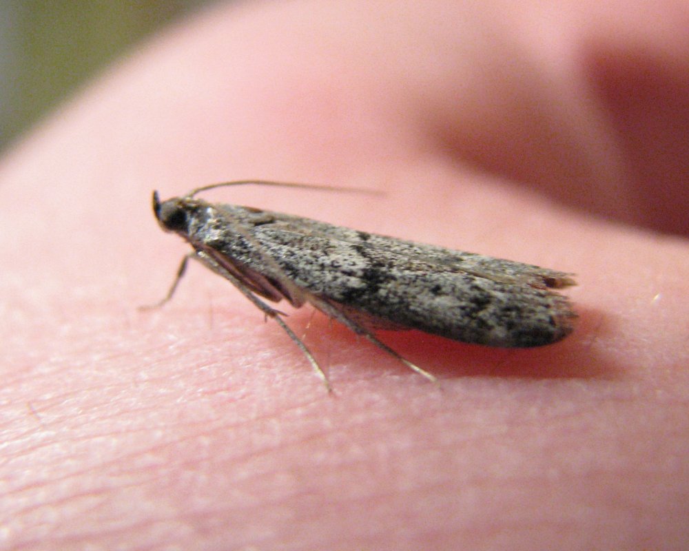 IMG_3846_Micromoth_Crop.thumb.jpg.73a88f7bad03ec543c4b18eba215721c.jpg