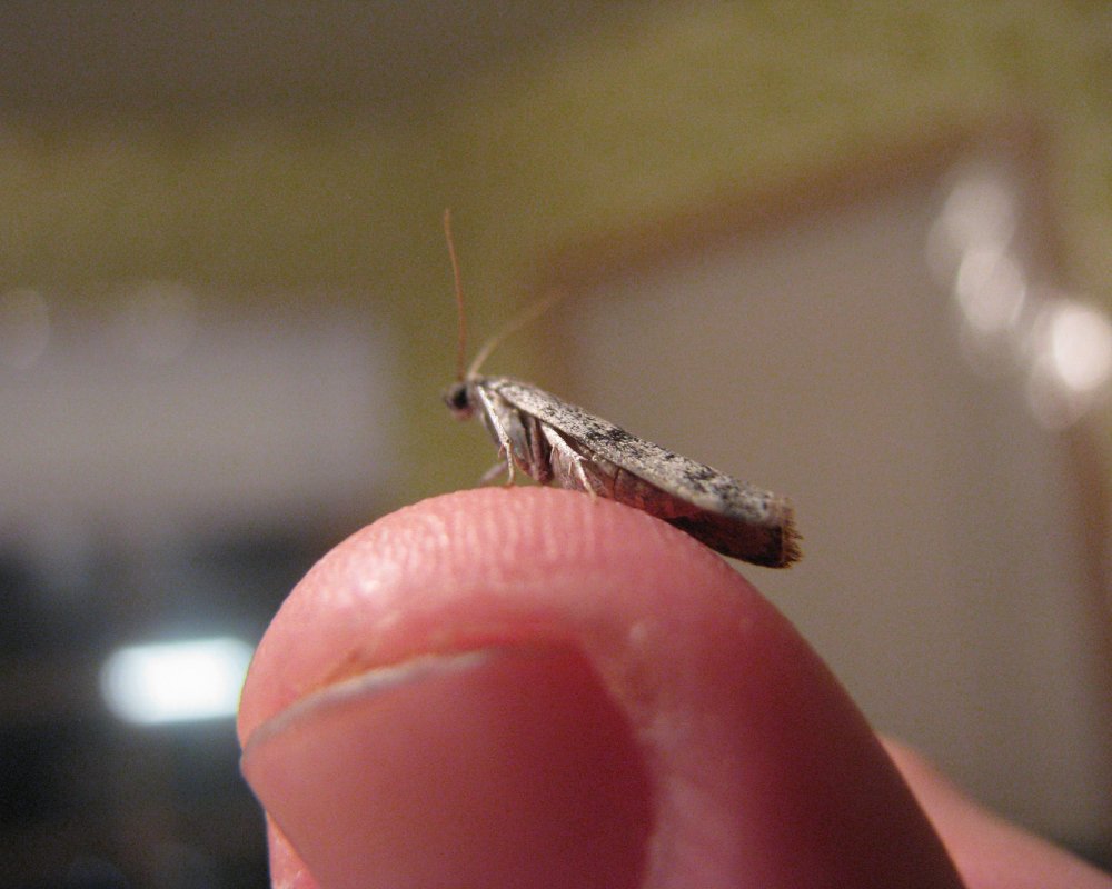 IMG_3847_Micromoth_Crop.thumb.jpg.bd38eaf9ec599bddc88a12f5cba7388b.jpg