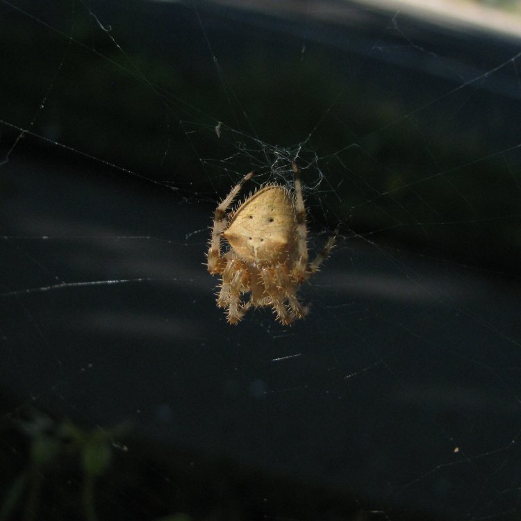 IMG_3851_Spider_Crop.thumb.jpg.6f9f0ee7f3f43999d25f898bf2588d78.jpg