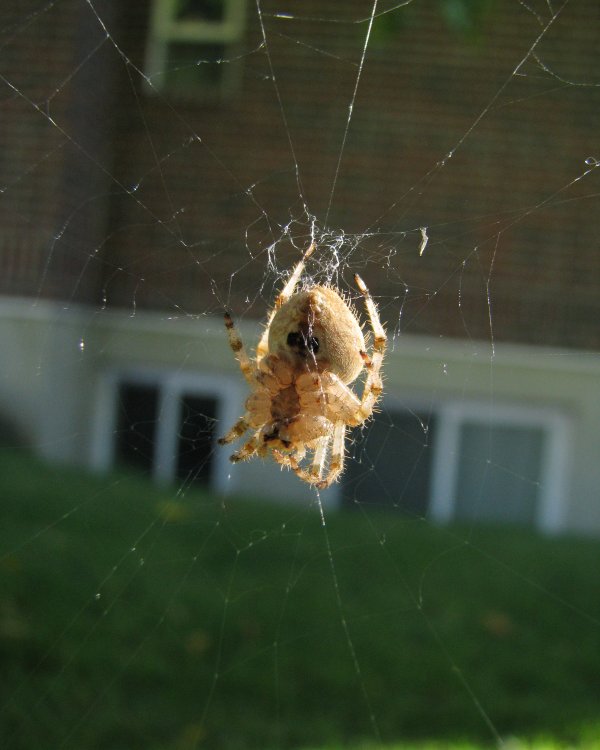 IMG_3856_Spider_Crop.thumb.jpg.f3da5fe8ae45500c458b50d9e4253345.jpg
