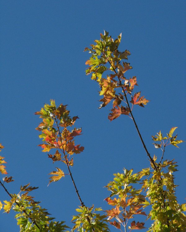 IMG_3952_Leaves_Crop.thumb.jpg.cdcd5d6067ac5fd54c7aae4980e8807d.jpg