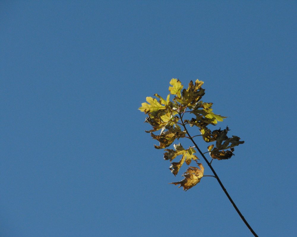 IMG_3965_Leaves_Crop.thumb.jpg.8d3c1b1a9b9d789d2ecb4758ce12bc31.jpg