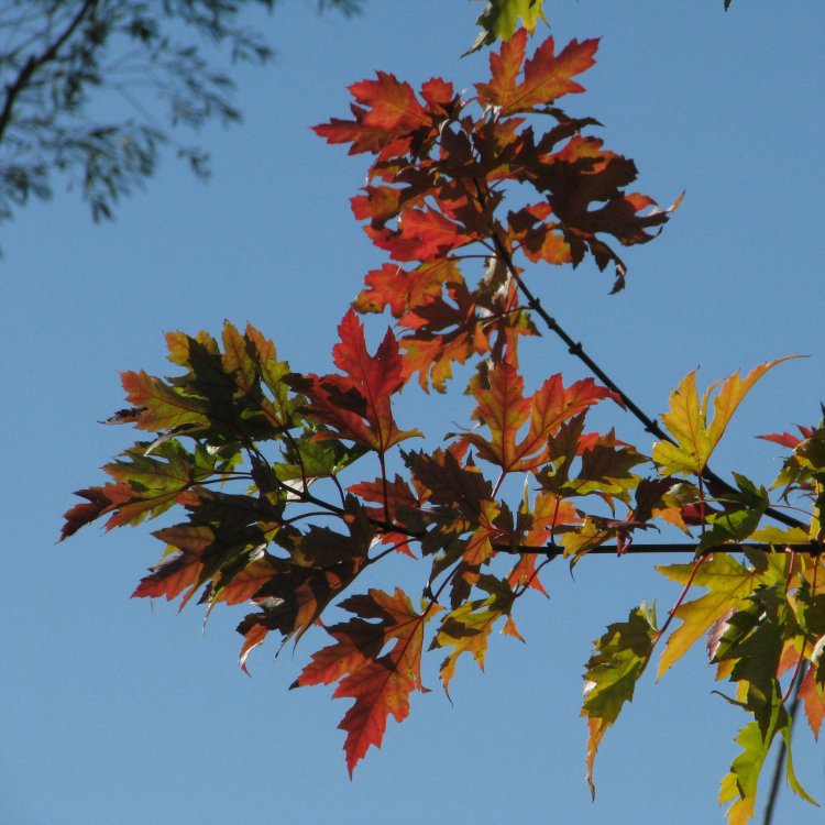 IMG_3973_Leaves_Crop.thumb.jpg.93ec140dd2057e9dfeafe38d53967f2a.jpg