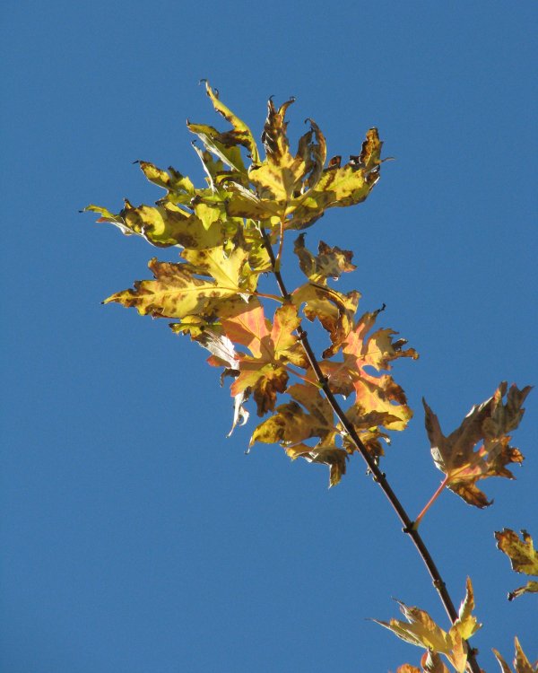 IMG_3978_Leaves_Crop.thumb.jpg.b878826e052554c194575d7633ae4d77.jpg
