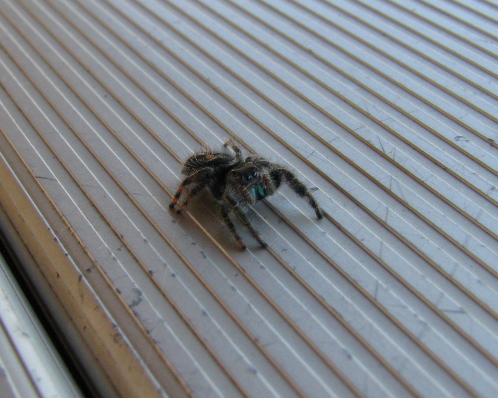 IMG_4080_Jumper_Crop.thumb.jpg.69b052fbdb00fb097cd702f1fcfdb1f1.jpg
