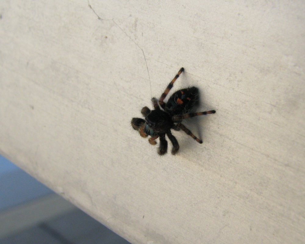 IMG_4124_Jumper_Crop.thumb.jpg.e639e0199beabff4754a1cc4d31f17c9.jpg