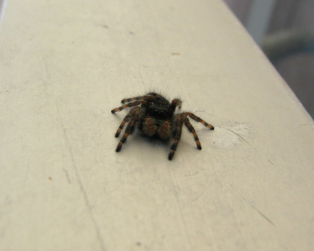 IMG_4130_Jumper_Crop.thumb.jpg.469c94aa4ca2064d6d1bc57b2fcd84de.jpg
