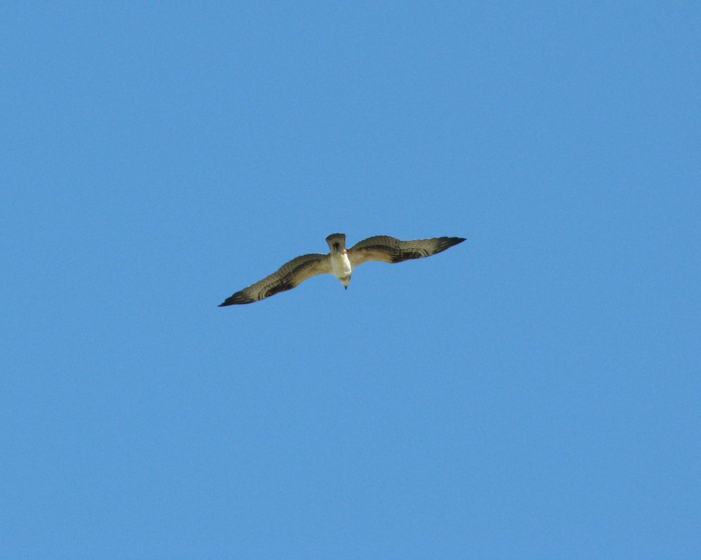 IMG_4233_Osprey_Crop.thumb.jpg.786605bace823bc4601bf1496e9abf8a.jpg