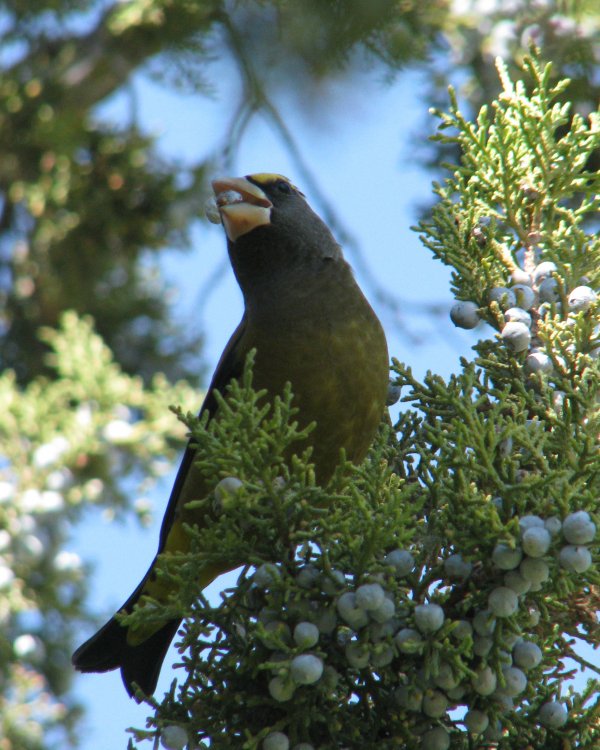 IMG_4340_Evening_Grosbeak_Crop.thumb.jpg.126380e97327292c4bf24798f76702c4.jpg