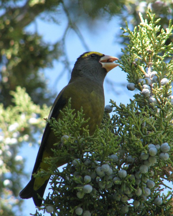 IMG_4352_Evening_Grosbeak_Crop.thumb.jpg.2773d7c6d0683b0442e712393259012b.jpg