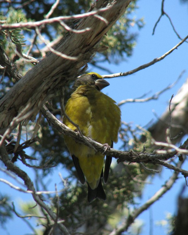 IMG_4365_Evening_Grosbeak_Crop.thumb.jpg.b3e41b0779fdd9f66d68bfb7e55723dc.jpg