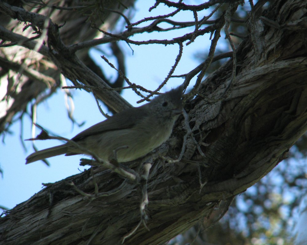 IMG_4425_Juniper_Crop.thumb.jpg.e5a97f4c34a7438fe2dafd7496f8e4db.jpg
