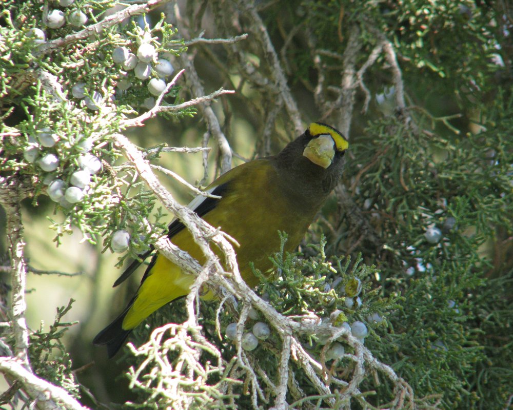 IMG_4459_Evening_Grosbeak_Crop.thumb.jpg.5cacd9c46378c817f4980519b0585fcb.jpg