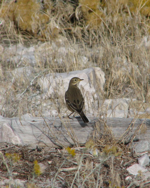IMG_4625_Am_Pipit_Crop.thumb.jpg.a016192e6101cbcdd43b4aa50bdaf7d7.jpg