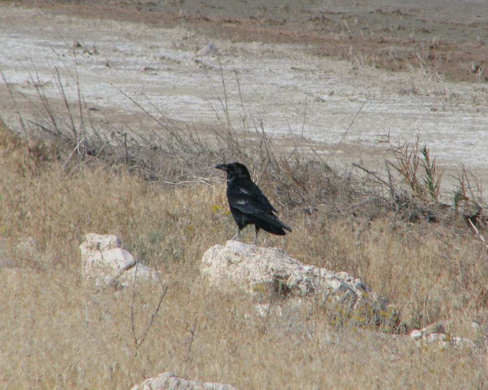 IMG_4677_Raven_Crop.thumb.jpg.9cf86c6a8960eac60bee62c3a8dff2e1.jpg
