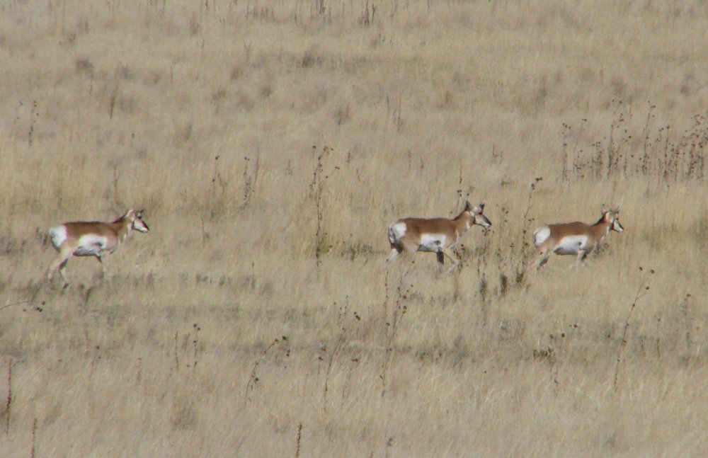 IMG_4838_Pronghorns_Crop.thumb.jpg.c07f0ab32af396c11aeec92f27e0ff09.jpg