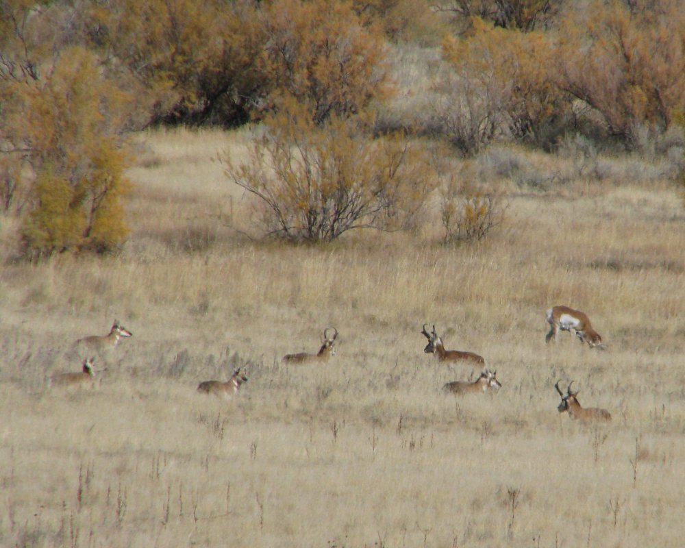 IMG_4843_Pronghorns_Crop.thumb.jpg.39a9441e4e9ed0c40ed7bddf15471b9c.jpg
