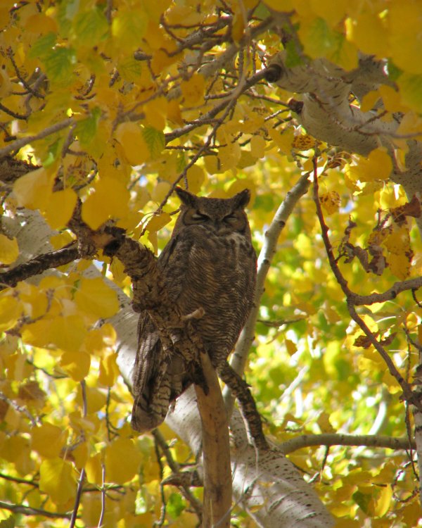 IMG_5038_GHO_Crop.thumb.jpg.4df7b7802492c797bacfe19e59f7d523.jpg