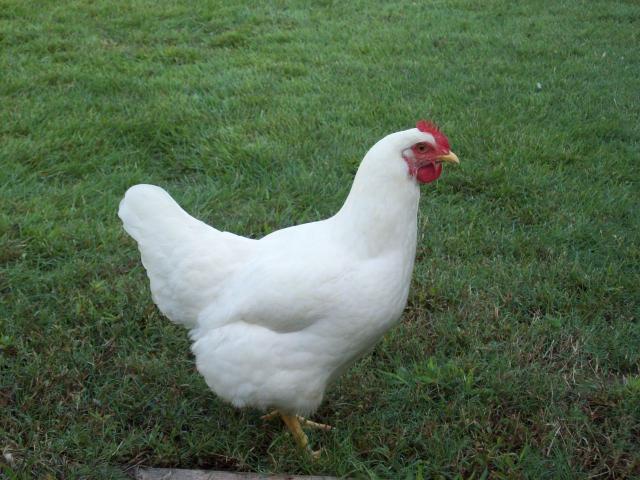 chicken.jpeg.8bcd8edcba1cdcfea40e383adb2e8325.jpeg