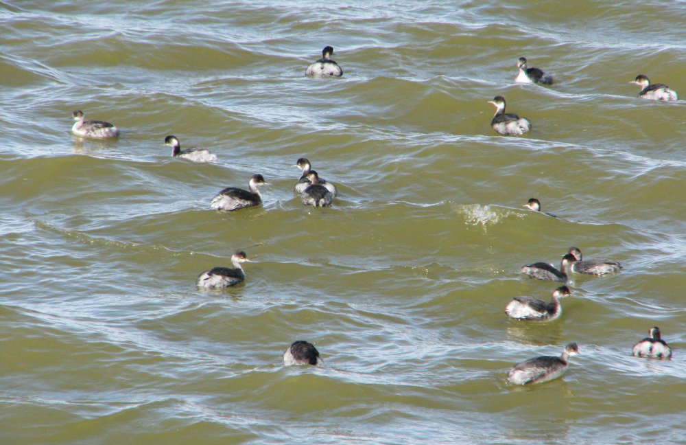 5a06a43cbe65f_IMG_4732_Eared_Grebes_Crop_Contrast.thumb.jpg.f683c1f60274a576c967c2e2bc3a095d.jpg
