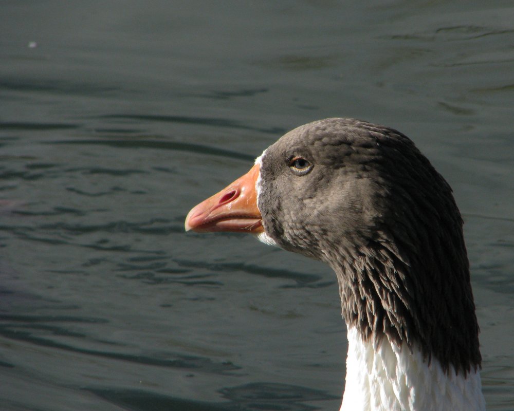 5a1a66c7ebb20_IMG_5498_Goose_Crop_Darken.thumb.jpg.8da5e66ee71b7b2b92551f25824e6654.jpg