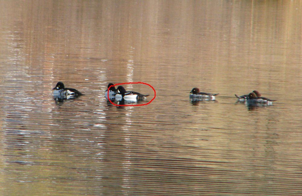 5a1a66d036827_IMG_5514_Barrows_Goldeneye_Crop_Circled.thumb.jpg.294ea91f9499a2227db1b15d9873f68b.jpg