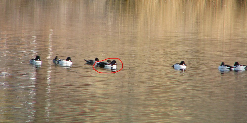 5a1a66d7ede8f_IMG_5524_Barrows_Goldeneye_Crop_Circled.thumb.jpg.0517a5db40e30227072ca5c0f2b3c654.jpg