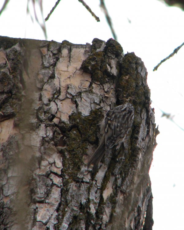 5a1a66e461987_IMG_5558_Creeper_Darken_Crop.thumb.jpg.23b707511ac3e0951bf36b016d2dbc76.jpg