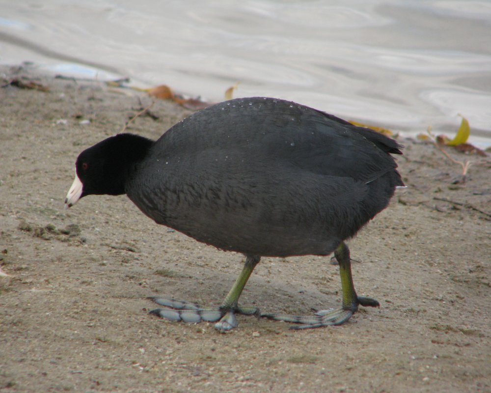 5a1a66f02daff_IMG_5627_Coot_Crop_Darken.thumb.jpg.3a9a21af968a1231614a8569aa849217.jpg