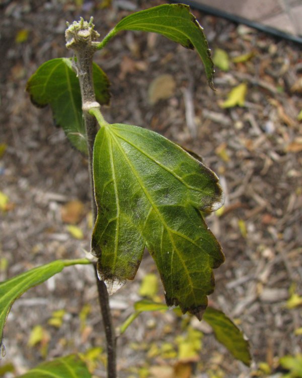 IMG_4519_Leaf_Crop.thumb.jpg.097a1762a392e74f06d5bc5e94ddb4df.jpg