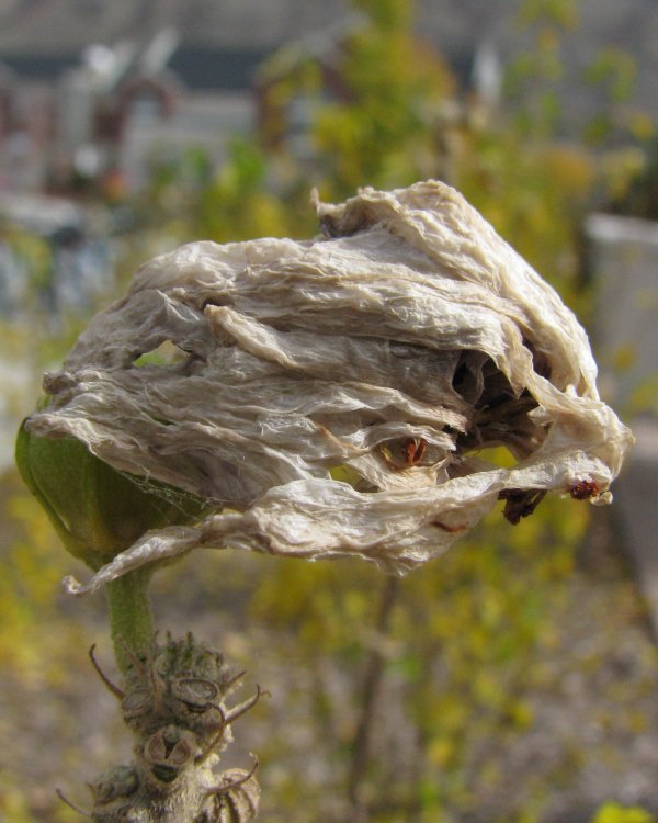 IMG_4521_Seed_Head_Crop.thumb.jpg.8150fe79ed7a3f40fda43441abe53a7b.jpg