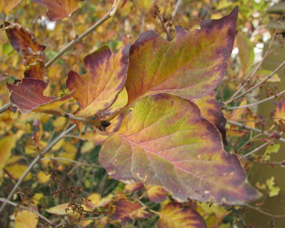 IMG_4529_Leaves_Crop.thumb.jpg.f6fd8bdc42f538cae3c336c466977cad.jpg