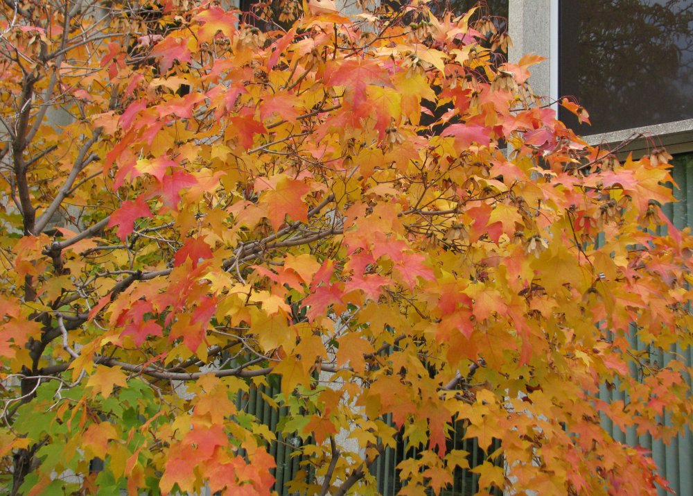 IMG_4531_Leaves_Crop.thumb.jpg.5e1b5133b818de7b99d7918a33eec289.jpg