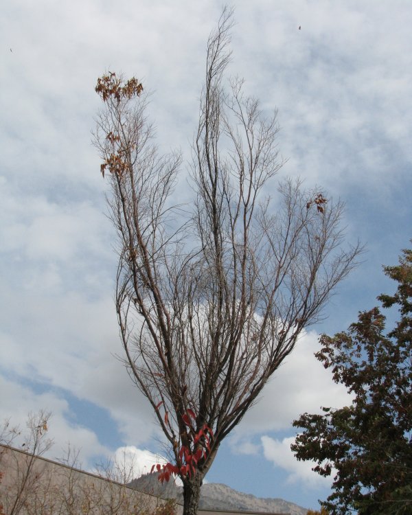 IMG_4537_Tree_Crop.thumb.jpg.302db60af1f4aaf49667ae5d4345dfb9.jpg
