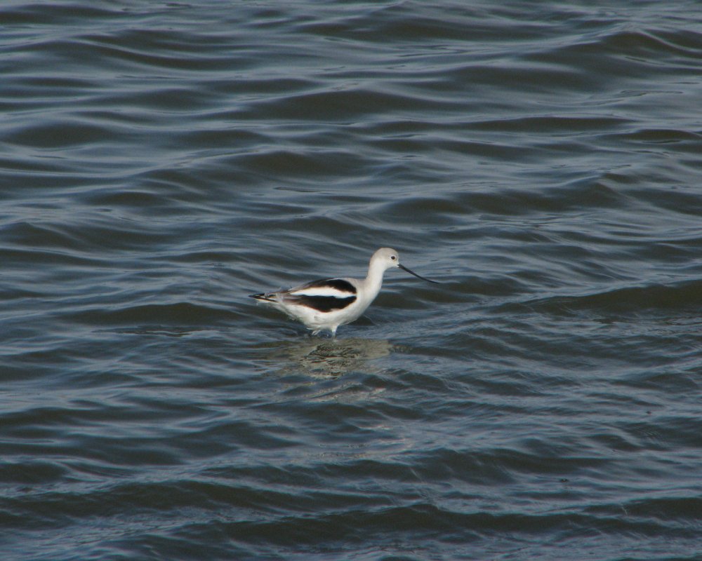 IMG_4700_Avocet_Crop.thumb.jpg.549ce7d1e640bb1faba596c4dedb23ea.jpg