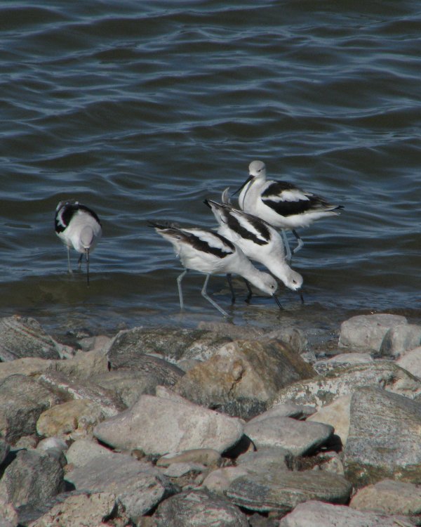 IMG_4748_Avocets_Crop.thumb.jpg.60d06f0b6268be6fc814abca24aa9669.jpg