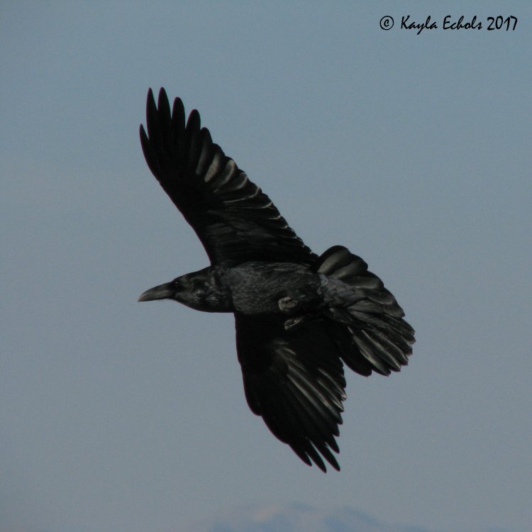IMG_5201_Raven_Crop_(C).thumb.jpg.1f4b64c120ecddabe7ee90f4be7d5857.jpg