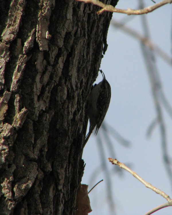 IMG_5547_Creeper_Crop.thumb.jpg.c1172e2e1c2dd9c329f50a2e6adbd03c.jpg