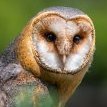 ConfusedOwlet