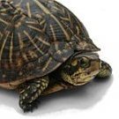 Mistrunner