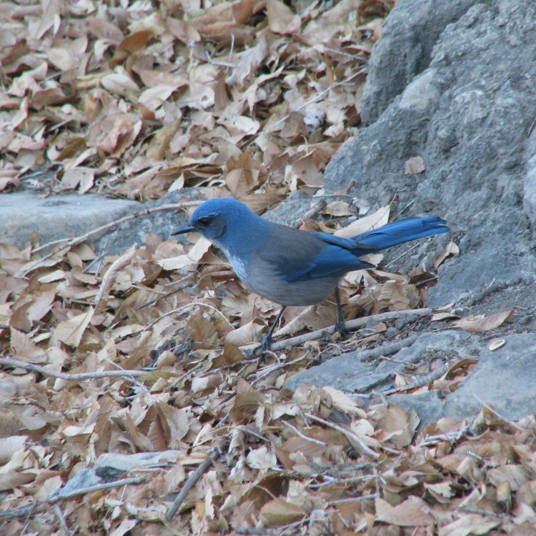 5a2f61646bb30_IMG_5661_Scrub_Jay_Crop_Contrast.thumb.jpg.8de7daba1dd8a2d440c6ce9f480aca11.jpg