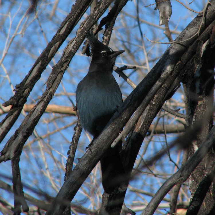 5a2f6175f2039_IMG_5680_Stellers_Jay_Crop_Sq.thumb.jpg.2c30d95dd00df7d648662c757516bedf.jpg