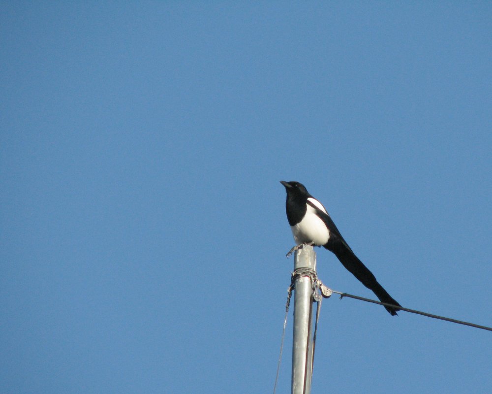 5a2f61aa38f92_IMG_5730_Magpie_Crop_Lighten.thumb.jpg.c8dbaf9984396a518c75db60dbc164f7.jpg