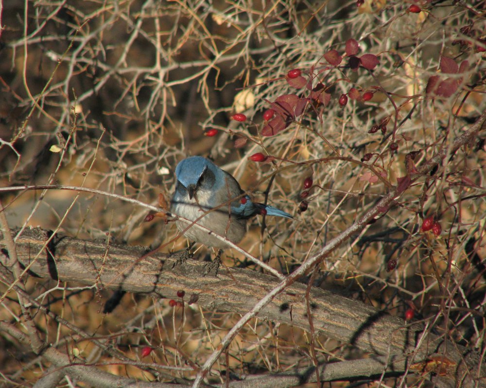 IMG_5674_Scrub_Jay_Crop.thumb.jpg.5edb110cb8a7d820548ca8fed2349a42.jpg