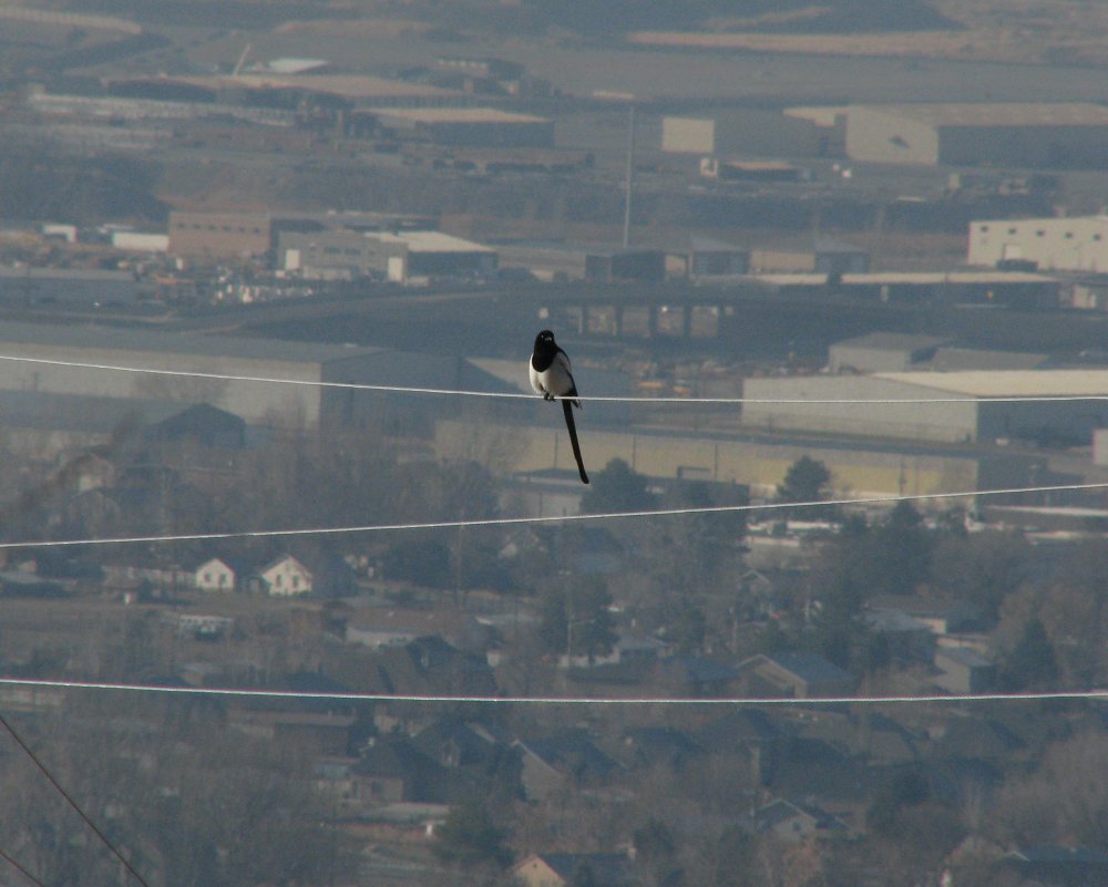 IMG_5688_Magpie_Crop.thumb.jpg.9504c035448a5394c62683a4aab2035b.jpg