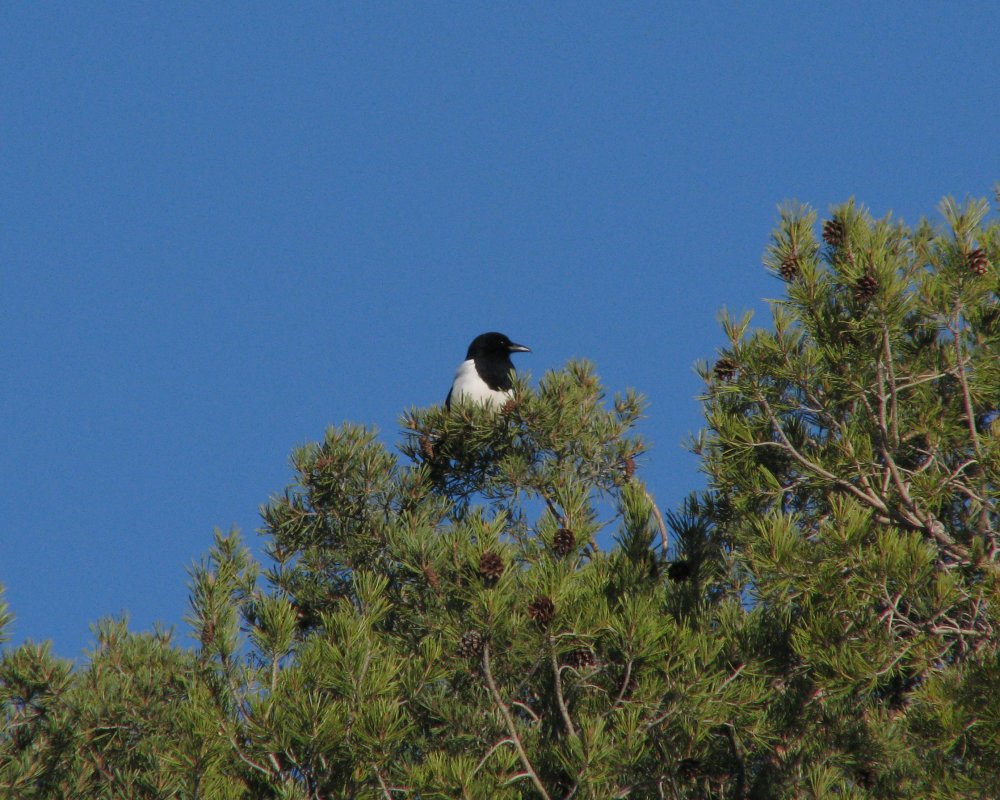 IMG_5714_Magpie_Crop.thumb.jpg.92df02e4aaa2f3c053634520b28bd3bf.jpg