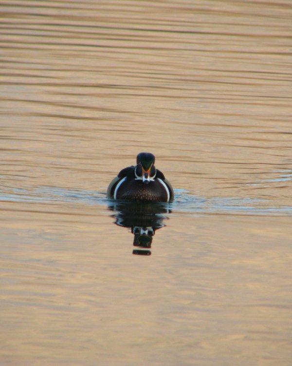 IMG_5782_Wood_Duck_(M)_Crop.thumb.jpg.32bda8c5d00ba0224f41be5cc0e8312c.jpg