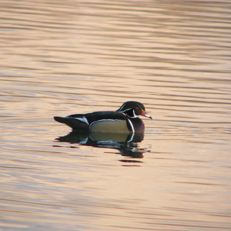 IMG_5785_Wood_Duck_(M)_Crop.thumb.jpg.c7079ebd71b1b2a9de38f96e6470534e.jpg