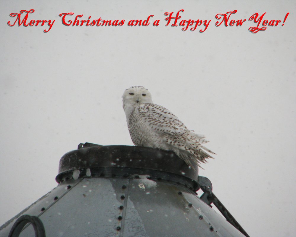 IMG_6130_Snowy_Owl_Merry_Christmas.thumb.jpg.2812b8d499d136d677271062e2578aaa.jpg