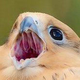 Kestrel